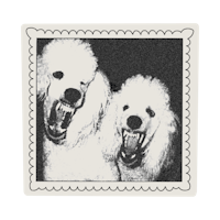 a black and white photo of two poodles with their mouths open